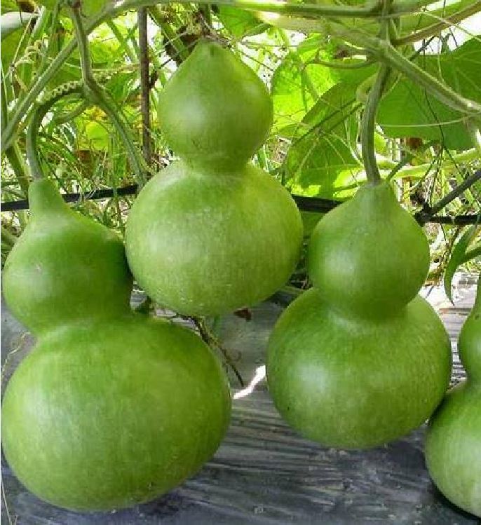 Hạt Giống Bầu Hồ Lô Cao Sản