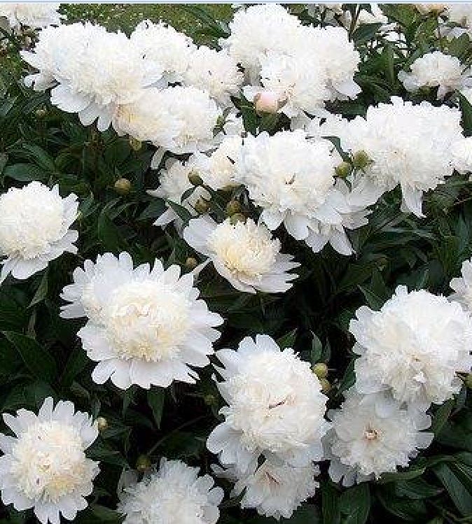 Hạt Giống Hoa Mẫu Đơn Nhiều Màu