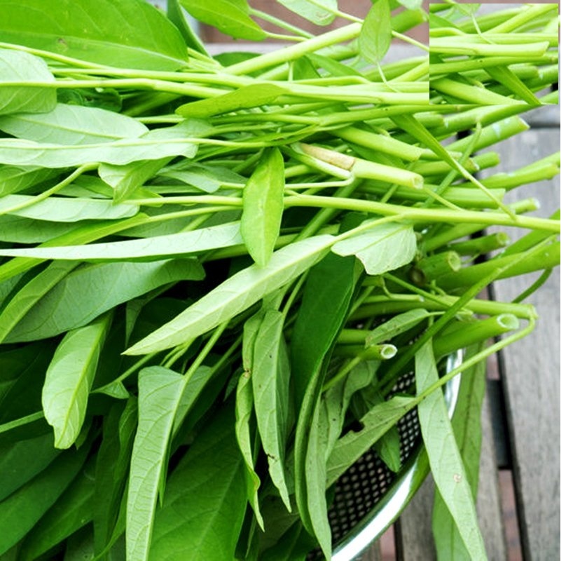 Hạt Giống Rau Muống Cạn  (Rau Muống Lá Tre)