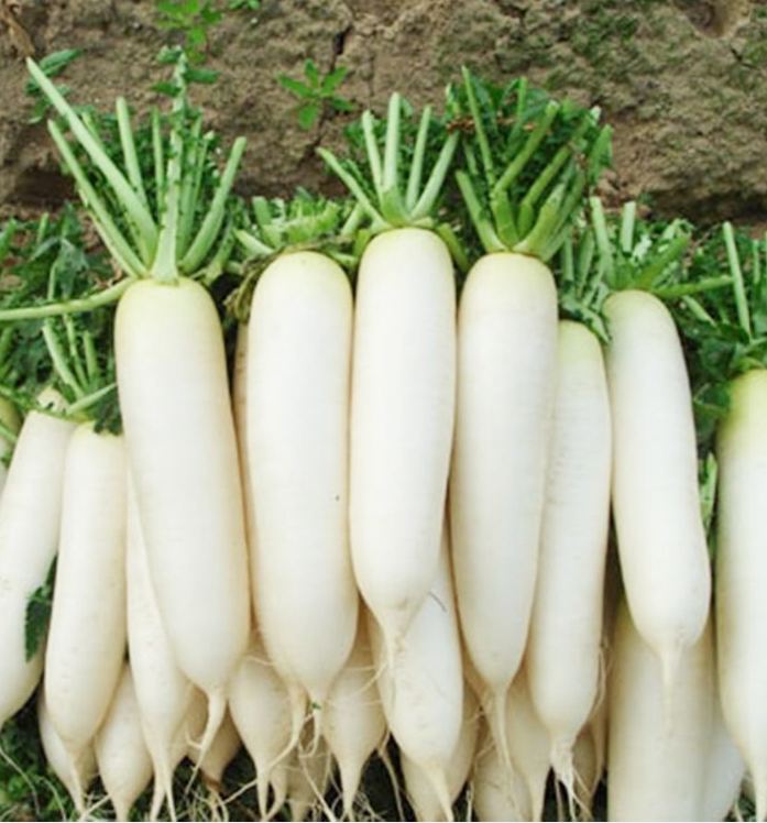 Hạt Giống Củ Cải Trắng Bạch Tuyết F1