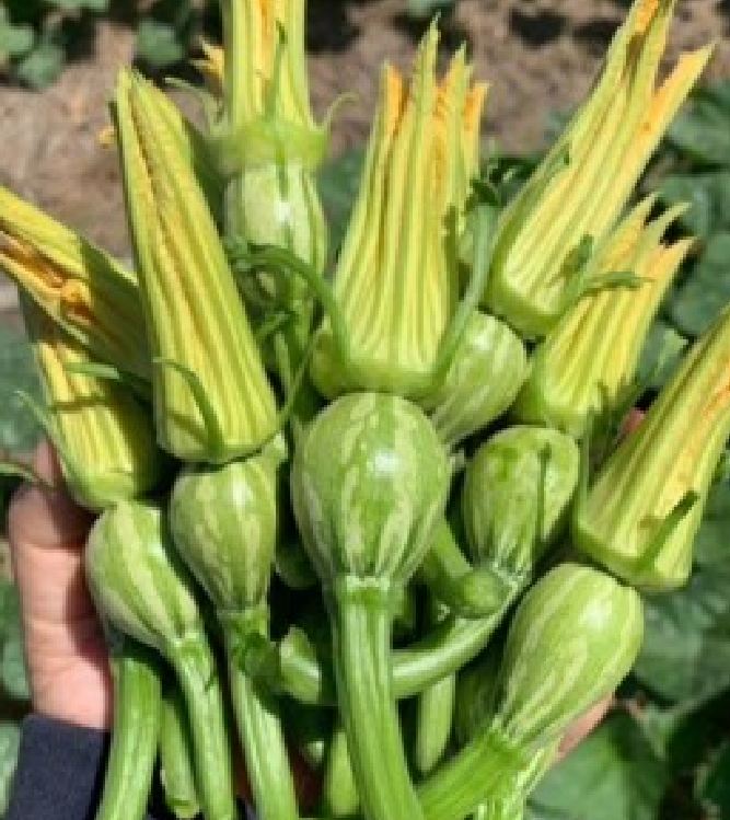 Hạt Giống Bí Siêu Nụ Cao Sản
