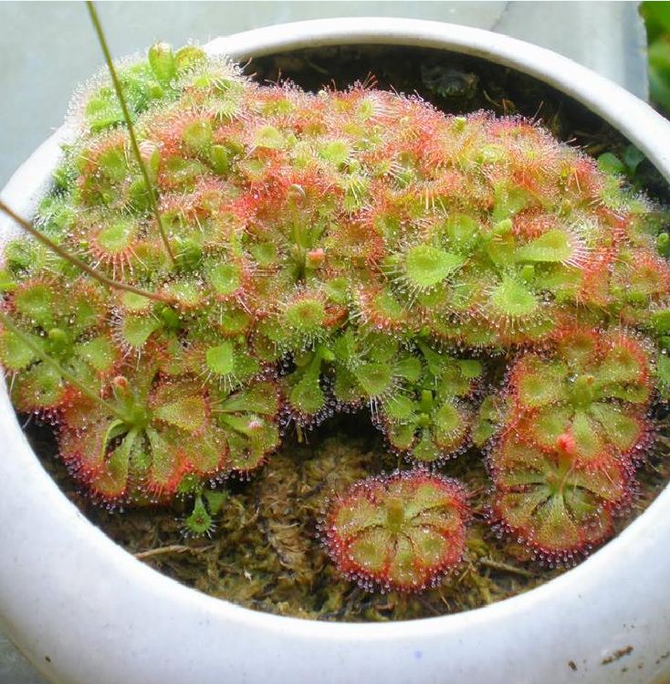 Hạt Giống Cây Bắt Mồi Gọng Vó