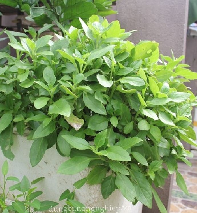 Hạt Giống Rau Đay Xanh