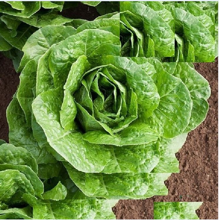 Hạt Giống Xà Lách ROMAINE Xanh - Gói 0.2gram