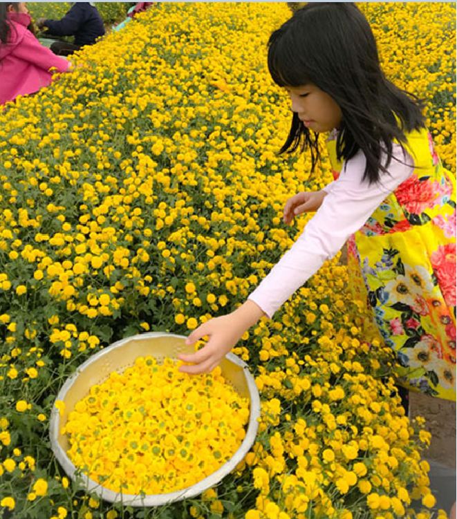 Hạt giống hoa Trà Hoa Cúc - Gói 3gram