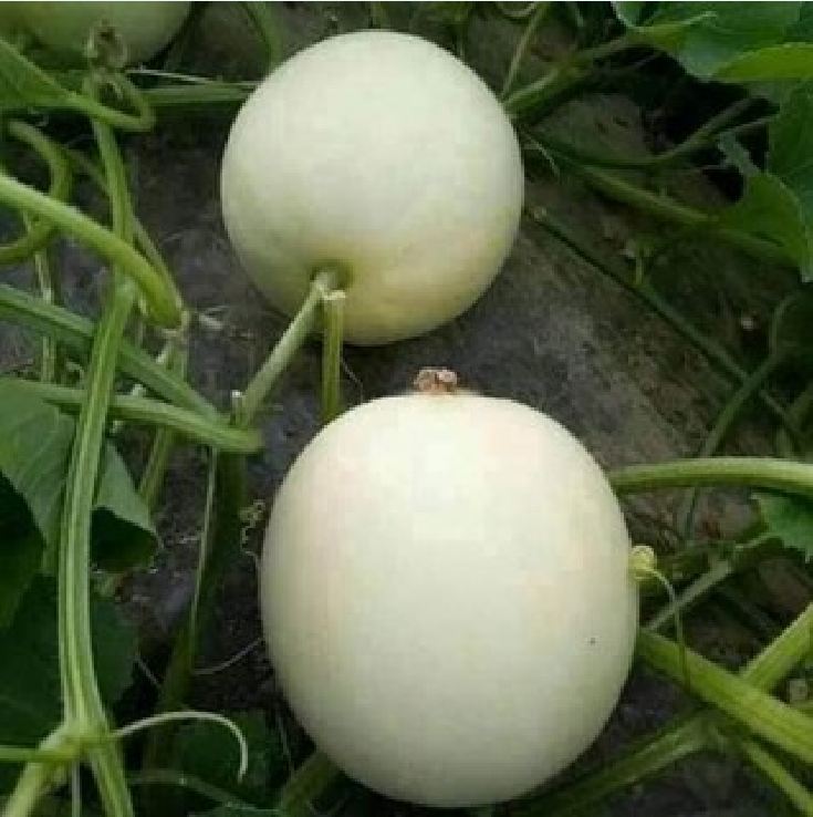 Hạt Giống Dưa Lê Bạch Tuyết