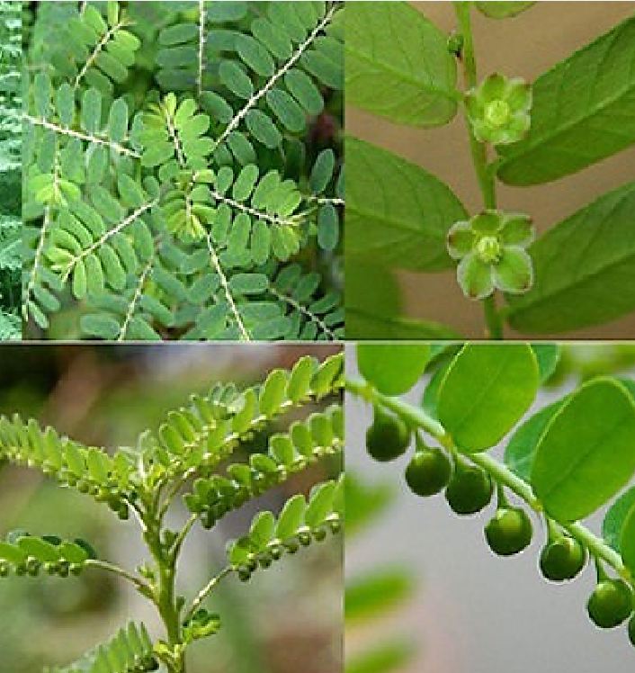 Hạt Giống Diệp Hạ Châu Đắng