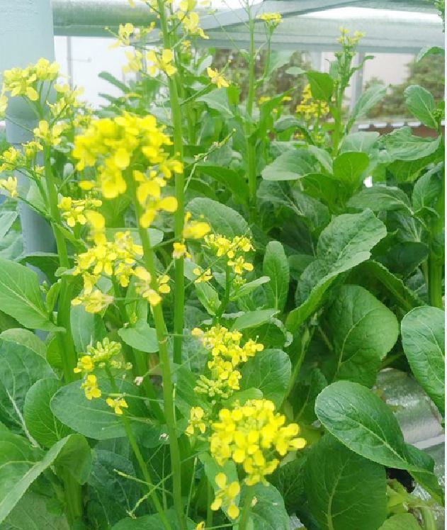 Hạt giống rau cải ngồng mập cao sảo ( cải ngọt ăn bông )