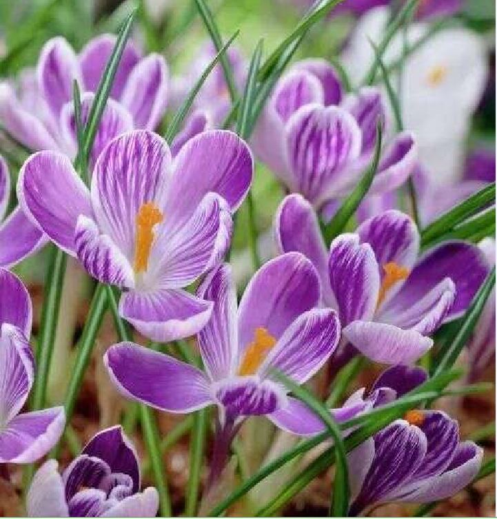 Củ Giống Hoa Nghệ Tây Hoa Màu Hồng - 5 Củ