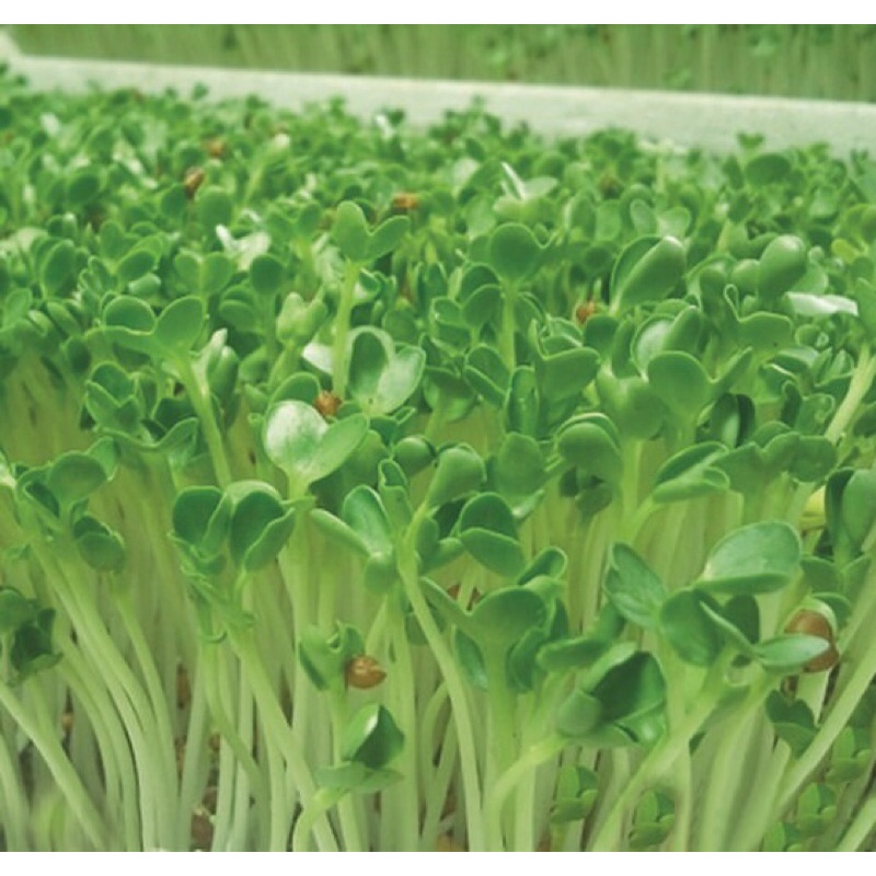 Hạt Giống Mầm Cải Xanh Đà Lạt - Gói 20gram