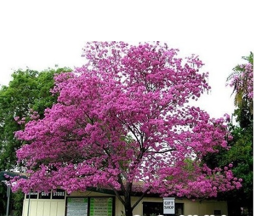 Hạt Giống Cây Hoa Phong Linh Tím