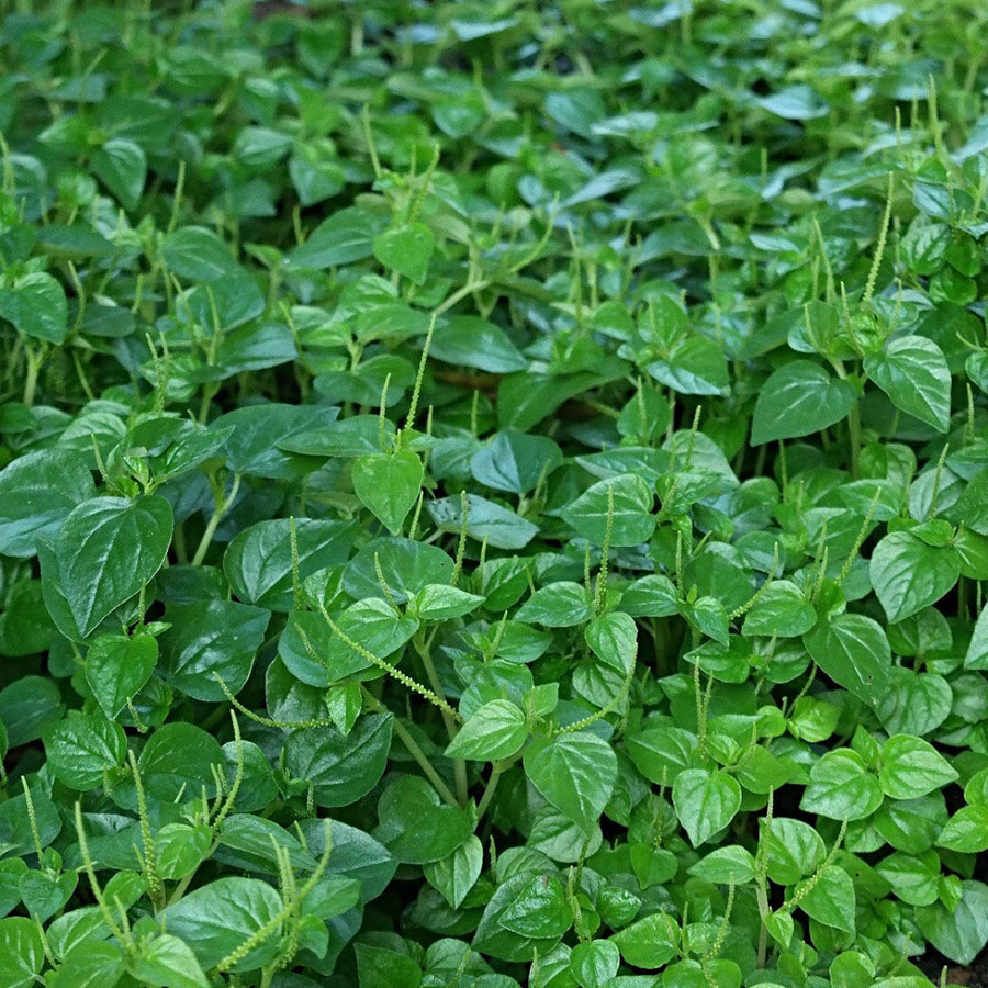 Hạt Giống Rau Càng Cua - Gói 0.5gram