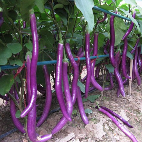 Hạt Giống Cà Tím Siêu Dài Đài Loan