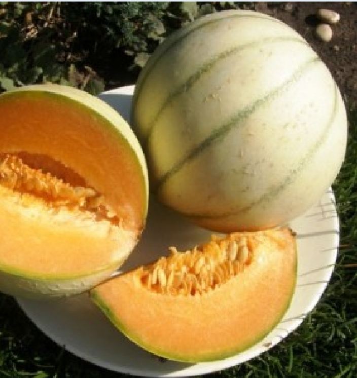 Hạt Giống Dưa Lưới Sọc Melo Ruột Gấc