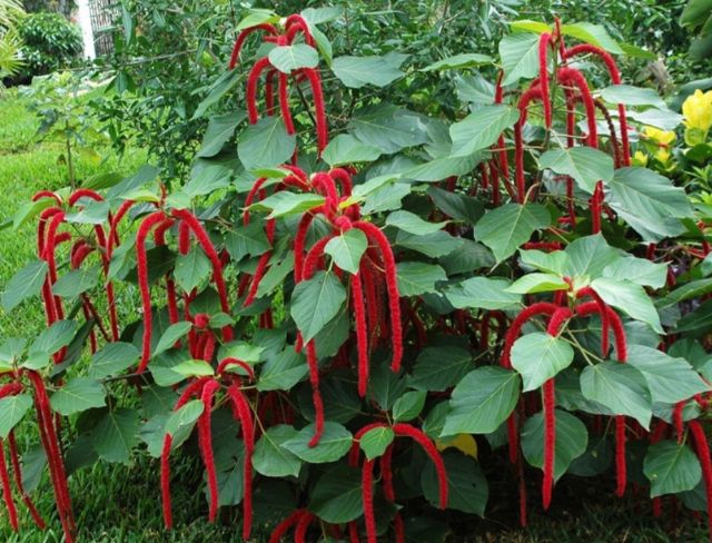 Hạt Giống Hoa Tai Tượng Đuôi Chồn Đỏ