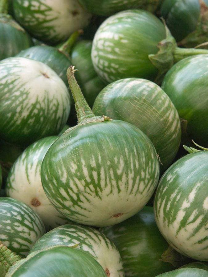 Hạt Giống Cà Dĩa Cao Sản - Cà Bát Da Ếch