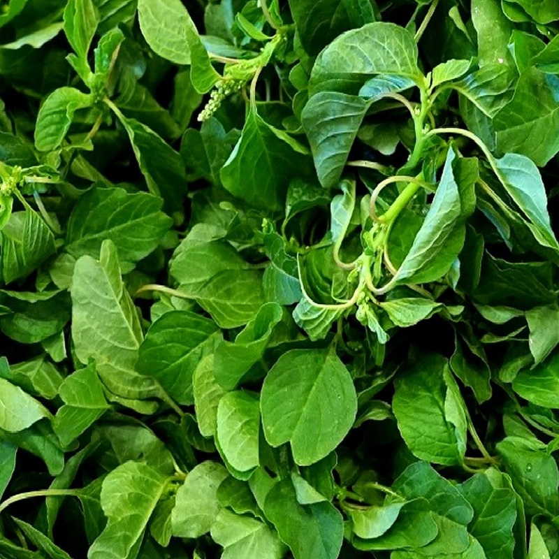 Hạt Giống Rau Dền Cơm - Gói 10gram