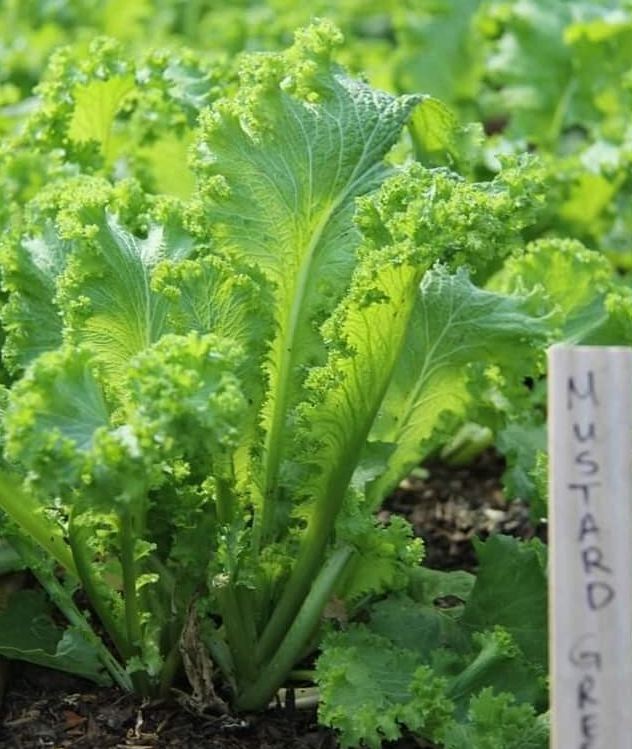 Hạt giống rau cải mù tạp - Gói 5gram