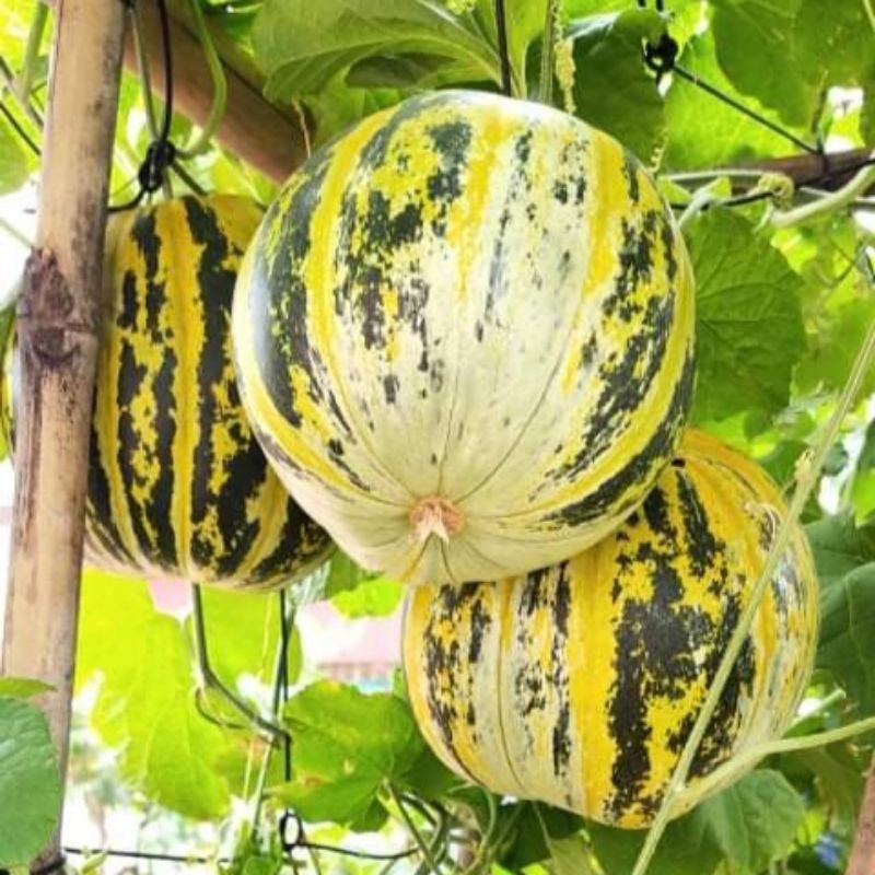 Hạt Giống Dưa Bở Thơm Cao Sản