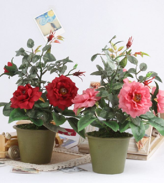 Hạt Giống Hoa Hồng Tỉ Muội Mix Màu