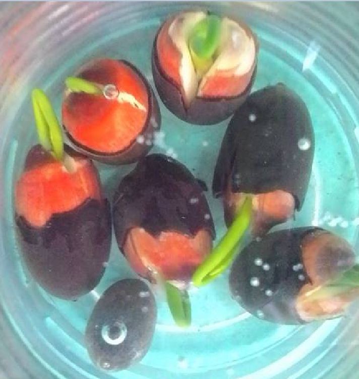 Hạt Giống Hoa Sen Bách Diệp Vàng