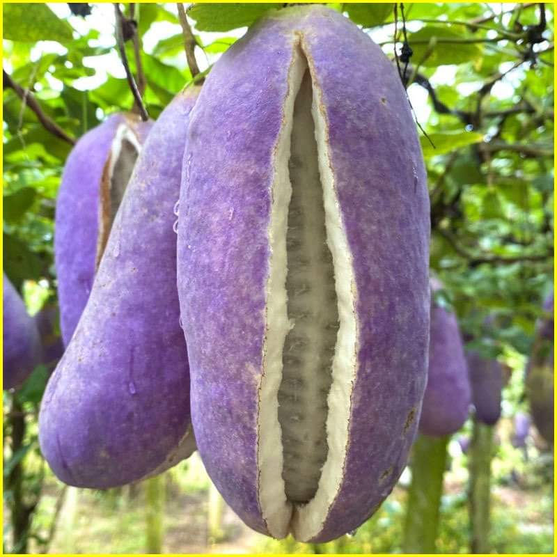 Hạt Giống Quả Holboellia latifolia Wall (Dưa Quả Tháng Tám)