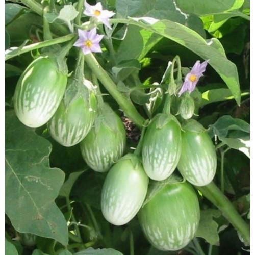 Hạt Giống Cà Trứng Rồng Mã Lai