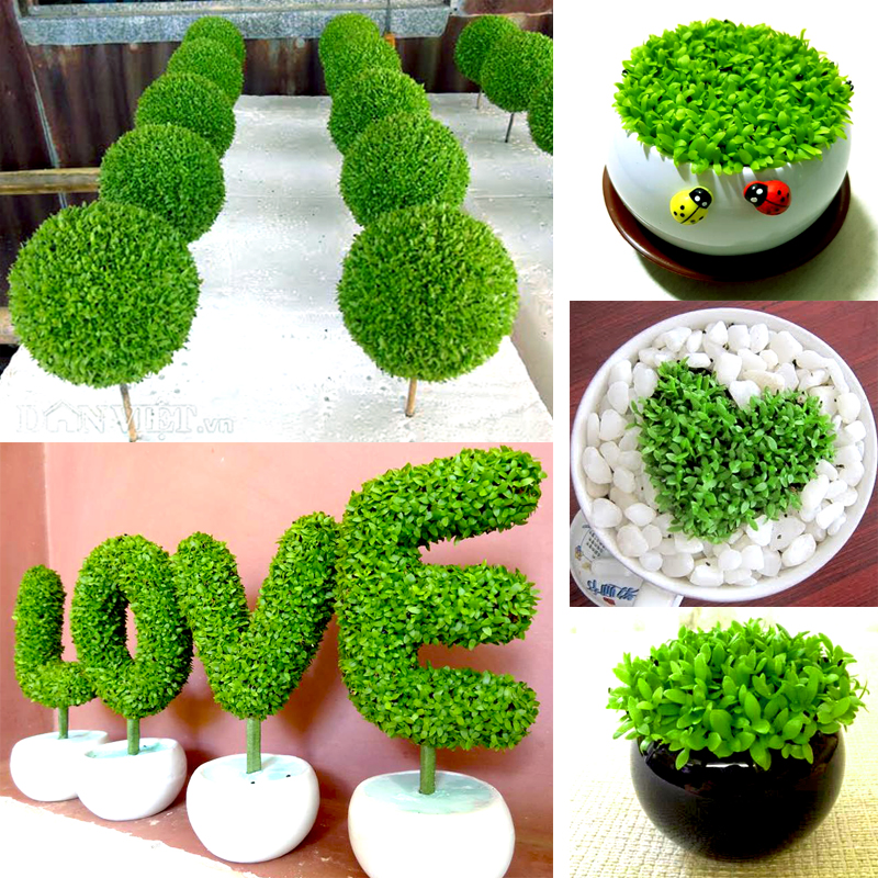 Hạt Giống Cỏ May Mắn - Gói 1gram