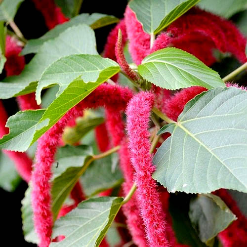 Hạt Giống Hoa Tai Tượng Đuôi Chồn Đỏ