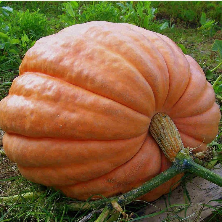 Hạt Giống Bí Ngô Khổng Lồ