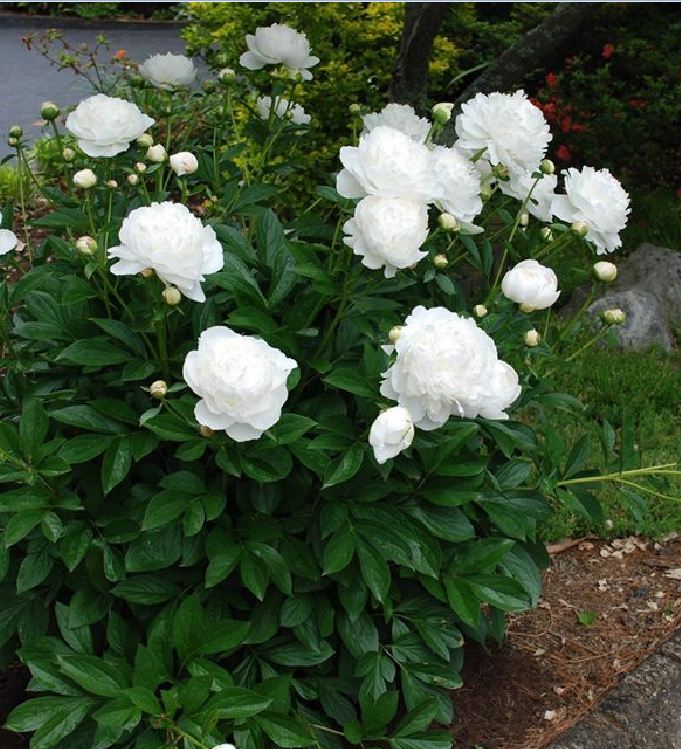 Hạt Giống Hoa Mẫu Đơn Nhiều Màu