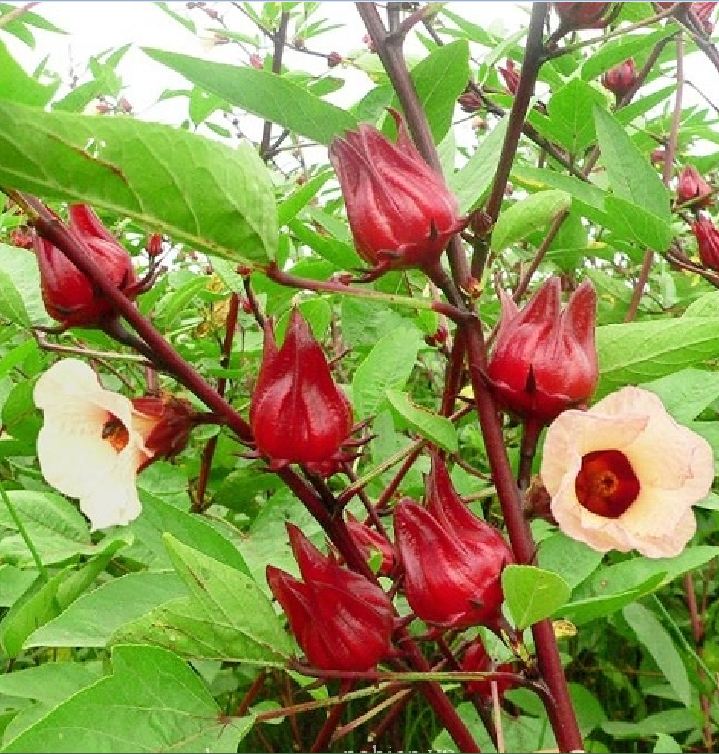 Hạt giống cây bụp giấm (atiso đỏ)