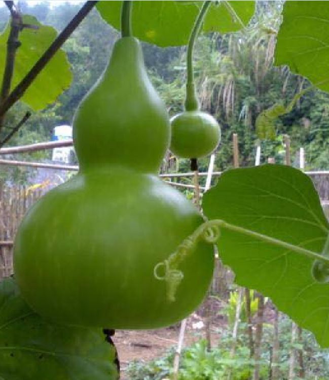 Hạt Giống Bầu Hồ Lô Cao Sản