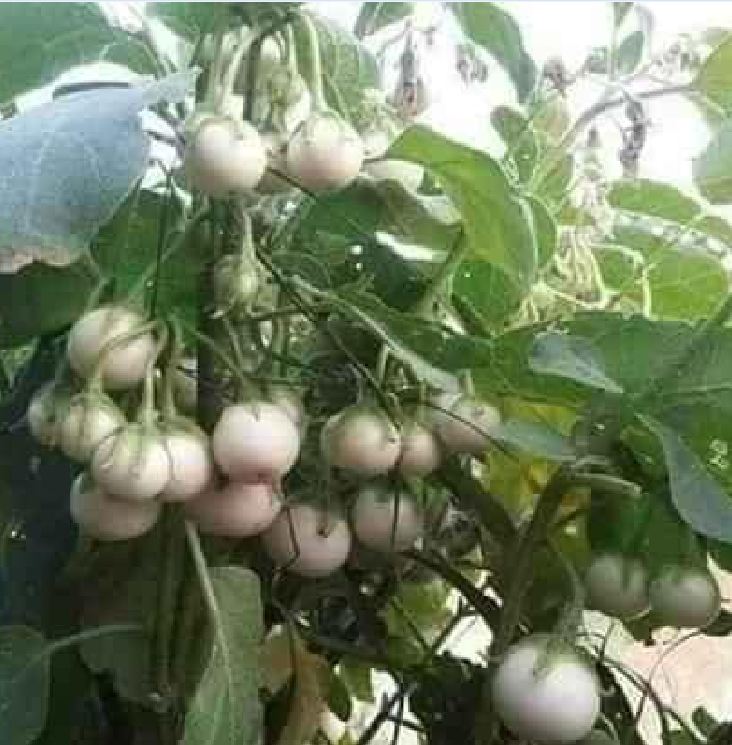 Hạt Giống Cà Pháo Trắng Cao Sản