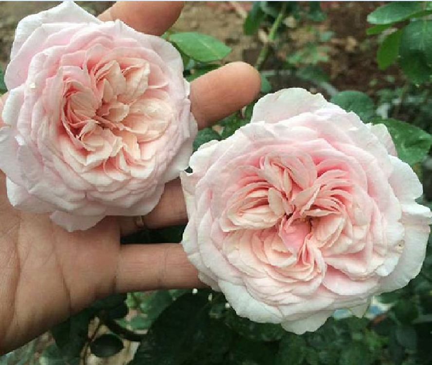 Hạt giống hoa hồng cổ vân khôi