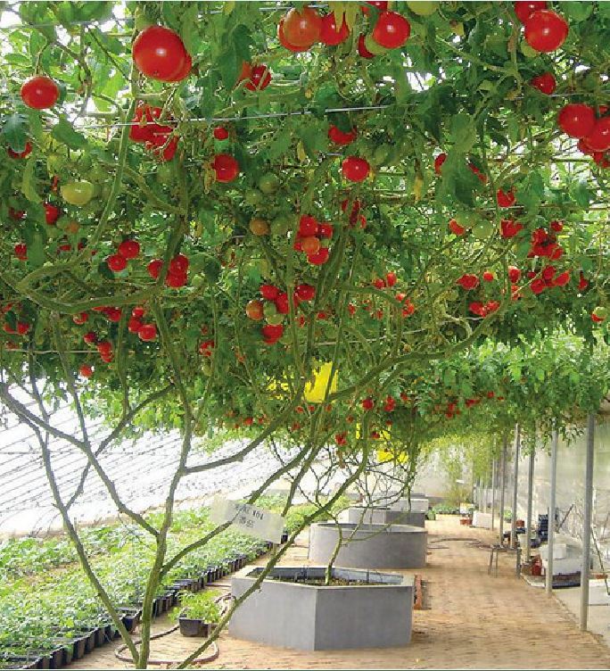 Hạt Giống Cà Chua Leo Giàn - Cà Chua Bạch Tuộc
