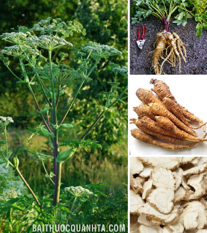 Hạt Giống Cây Bạch Chỉ