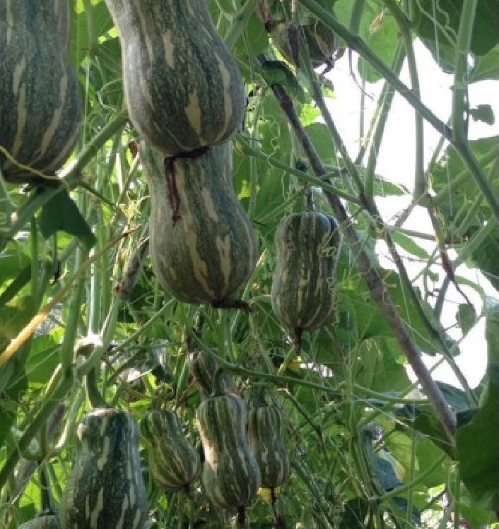 Hạt Giống Bí Đỏ Hạt Đậu F1