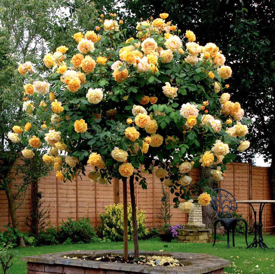 Hạt giống Hoa Hồng Thân Gỗ Tree Rose Mix Màu
