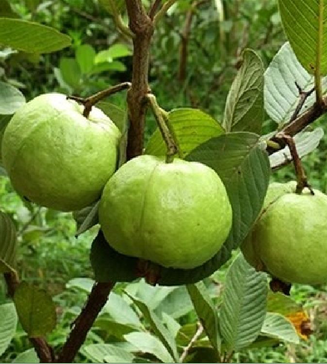 Hạt Giống Ổỉ Ruột Đỏ Đài Loan