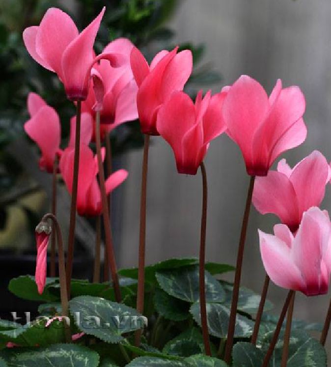 Hạt Giống Hoa Anh Thảo F1 Nhiều Màu