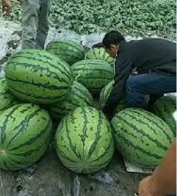 Hạt Giống Dưa Hấu F1 Khổng Lồ