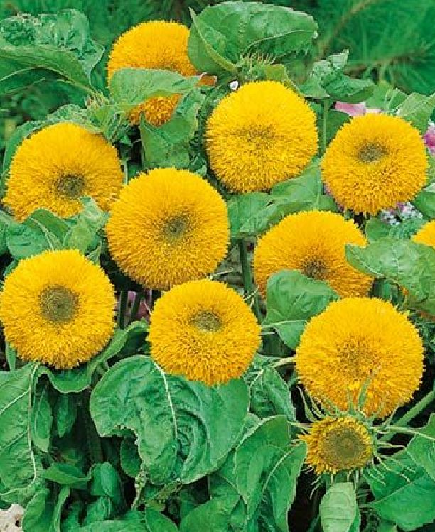 Hạt Giống Hoa Hướng Dương Kép Vàng Cam