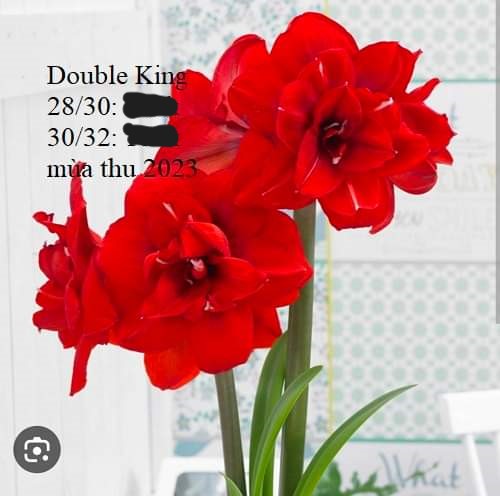 Củ hoa lan huệ cánh kép nhập khẩu - 1 củ (Tổng hợp nhiều loại cực đẹp)