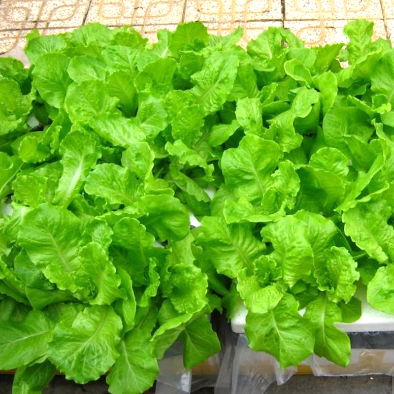Hạt Giống Rau Xà Lách Chịu Nhiệt - Gói 5gram