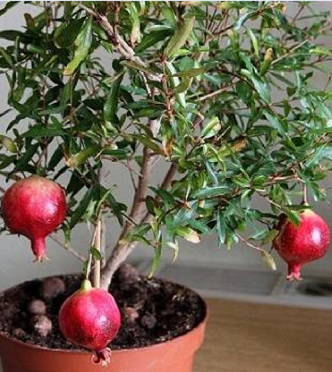 Hạt Giống Lựu Lùn Bonsai