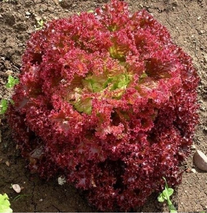 Hạt Giống Rau Xà Lách Xoăn Tím Cao Sảo - Gói 1 gram