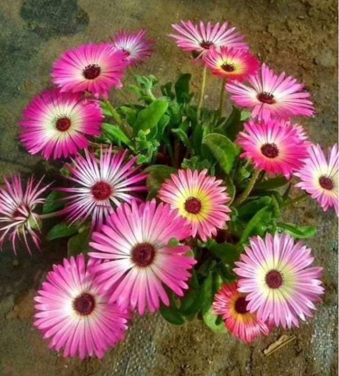 Hạt Giống Hoa Mười Giờ Châu Phi Mix Màu