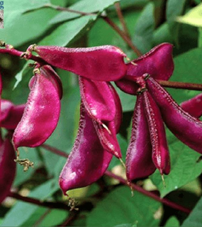 Hạt giống đậu ván tím F1