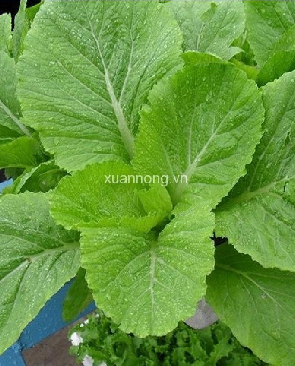 Hạt giống rau cải mào gà cao sản